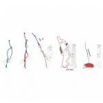 کارگاه آزاد شونده طناب اسکیپر بئال - Image 2